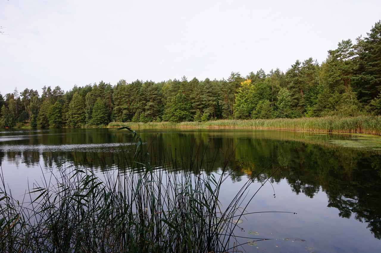 Jezioro Borówno Wielkie - zdjęcie akwenu, nad którym leży Kąpielisko na wodach jeziora Borówno Wielkie w Skarszewach